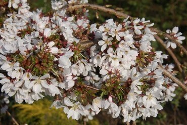 Prunus Snow Showers 12 litre - image 1