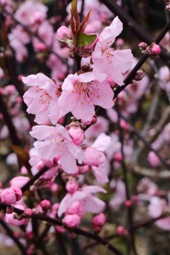Prunus Spring Glow Bush 6 Litre