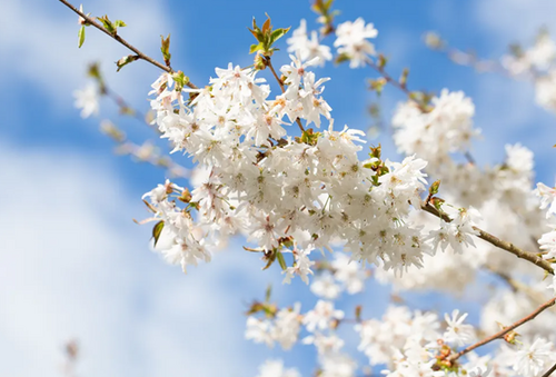 Prunus Starlight 12 Litre