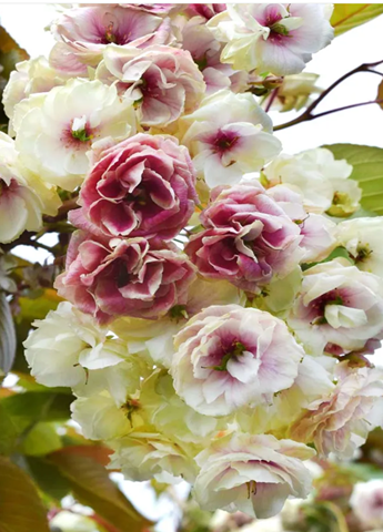 Prunus Sumaura Fugenzo Japanese Lantern 12 Litre - image 2