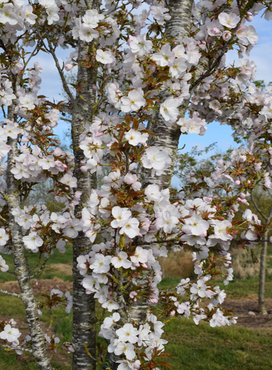 Prunus Sunset Boulevard 12 Litre - image 1