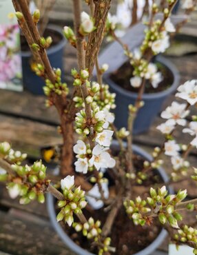 Prunus tomentosa 2.5 litre - image 1