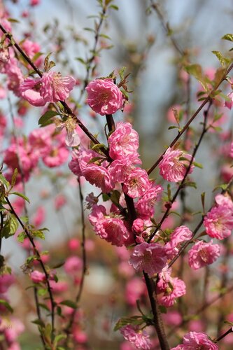 Prunus triloba Rosenmund 2.5 litre - image 1