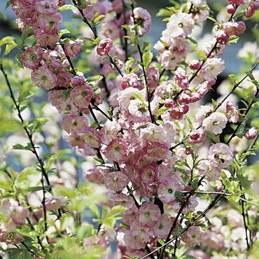 Prunus triloba Rosenmund 3 Litre