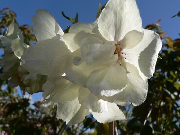 Prunus Ukon 12 Litre