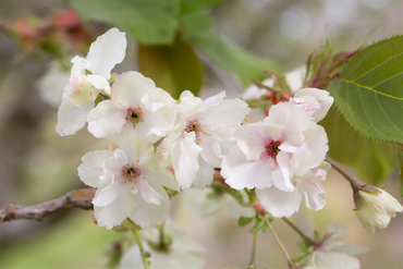 Prunus Ukon 12 litre - image 2
