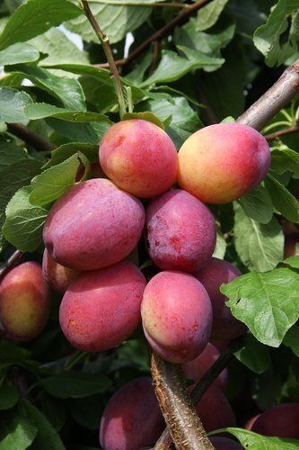 Prunus Victoria St Julien A 10 Litre