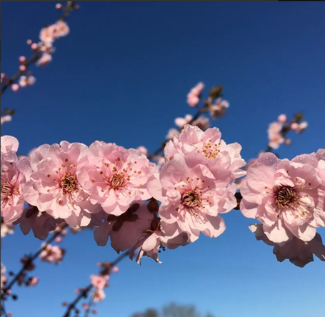 Prunus x blireana 12 Litre - image 1