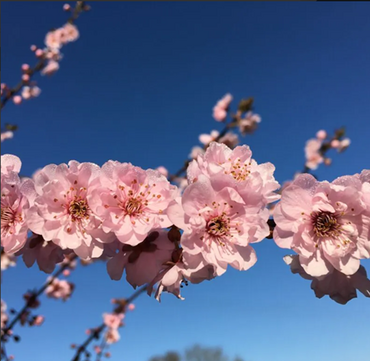 Prunus x blireana 12 Litre - image 1