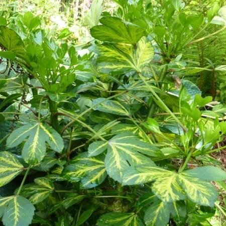 Pseudopanax in variety 4 Litre - image 1