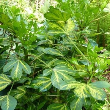 Pseudopanax in variety 4 Litre - image 1