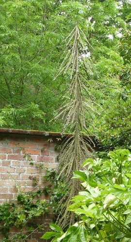 Pseudopanax in variety 4 Litre - image 2