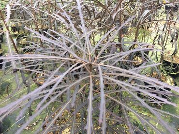 Pseudopanax in variety 4 Litre - image 3