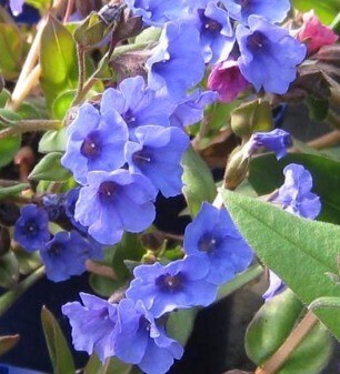 Pulmonaria Blue Ensign 2 Litre