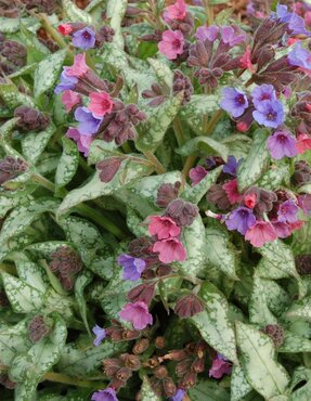 Pulmonaria 'High Contrast' 2 Litre