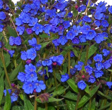 Pulmonaria Miss Elly 2 Litre