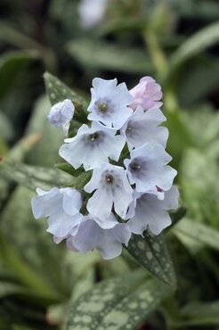 Pulmonaria Opal 2 Litre