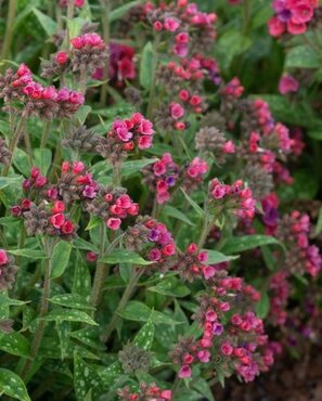 Pulmonaria Raspberry Splash 2 Litre