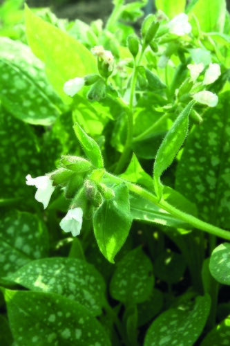 Pulmonaria 'Sissinghurst White' 2 Litre