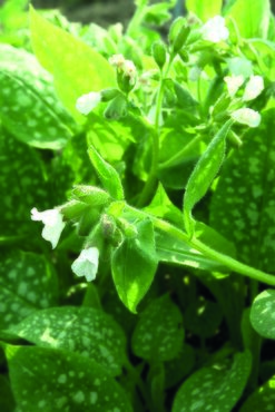 Pulmonaria 'Sissinghurst White' 2 Litre