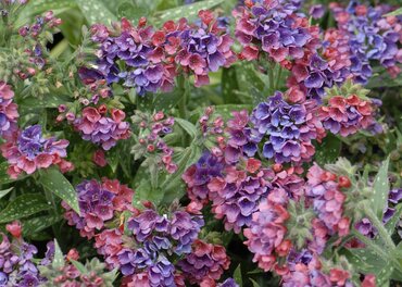 Pulmonaria 'Trevi Brooch' 2 Litre