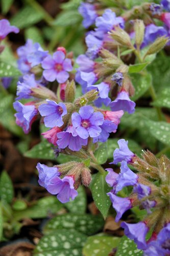 Pulmonaria Trevi Fountain 9cm
