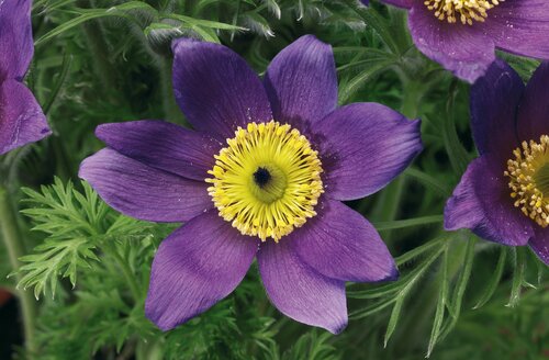 Pulsatilla Pinwheel Blue Violet 2 Litre