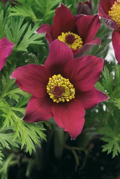 Pulsatilla Pinwheel Dark Red 2 Litre