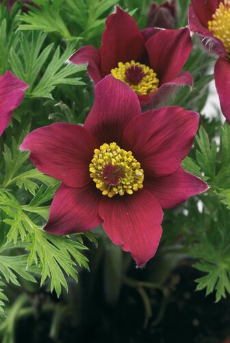 Pulsatilla Pinwheel Dark Red Shades 2 Litre