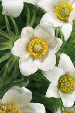 Pulsatilla Pulsar White 2 Litre