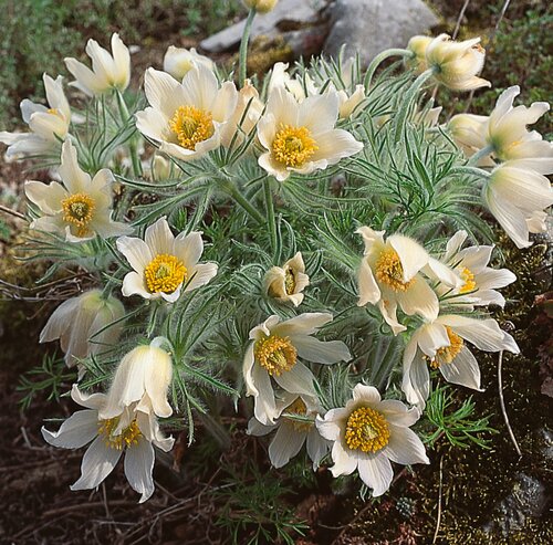 Pulsatilla Vulgaris Alba 9cm