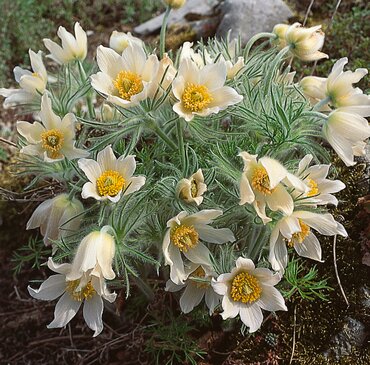 Pulsatilla Vulgaris Alba 9cm