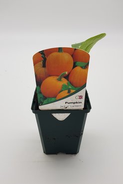 Pumpkin Jack O Lantern 8.5cm