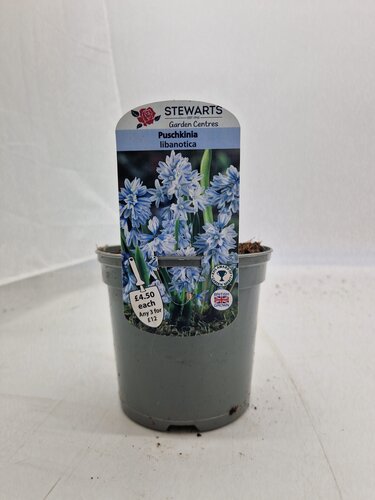Puschkinia Libanotica Potted Bulb 1 Litre