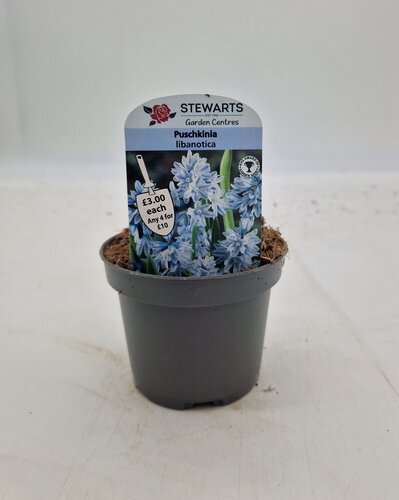 Puschkinia Libanotica Potted Bulb 9cm