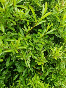 Pyracantha Golden Paradise 3 Litre - image 2