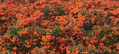 Pyracantha Orange Glow Trellis 7.5 Litre - image 1