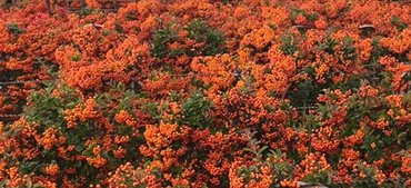 Pyracantha Orange Star 6 Litre