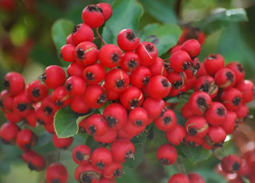 Pyracantha Red Star 6 Litre