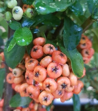 Pyracantha Saphyr Red 1.5m on Trellis 20 Litre - image 2