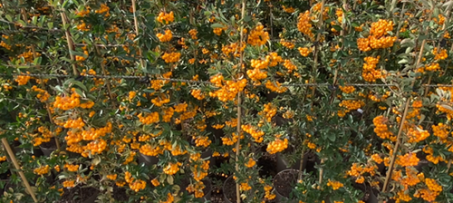 Pyracantha Soleil Dor 3 Litre - image 1