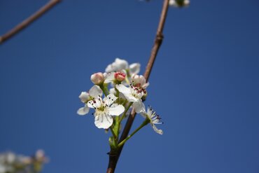 Pyrus Chanticleer 12 Litre