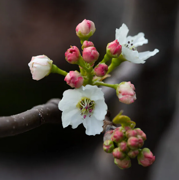 Pyrus Chanticleer 12 Litre - image 1