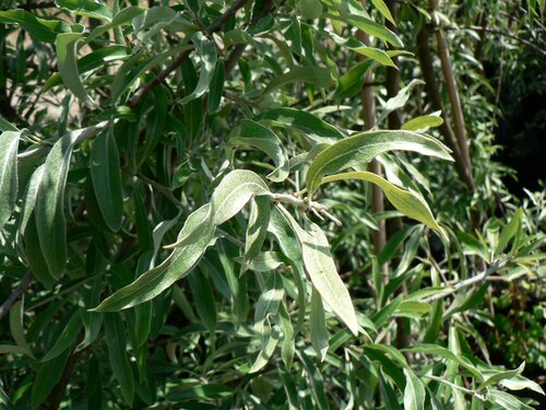 Pyrus Pendula 12 Litre