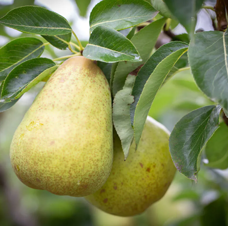 Pyrus Williams Christbirne Quince A 10 Litre