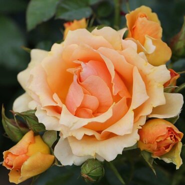 Queen Bee Standard Rose 7.5 Litre