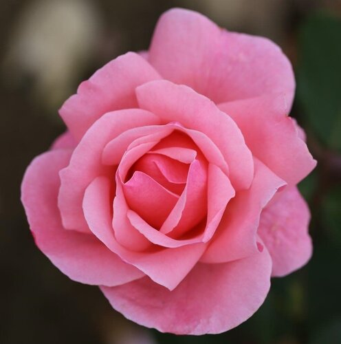Queen Elizabeth Bush Rose 3 Litre - image 1
