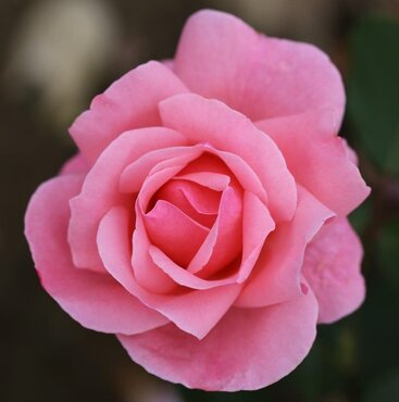 Queen Elizabeth Bush Rose 3 Litre - image 1