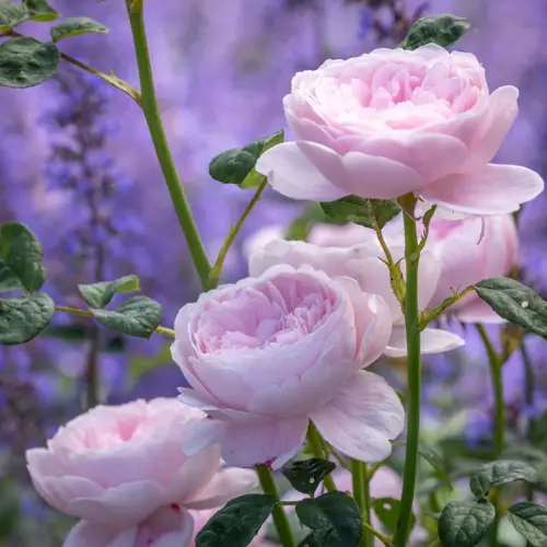 Queen Of Sweden Shrub Rose 6 Litre - image 1