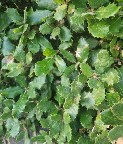 Quercus Ilex 10 Litre